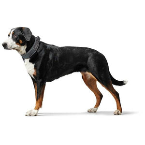 Hunter Divo Dog Collar - Red Medium