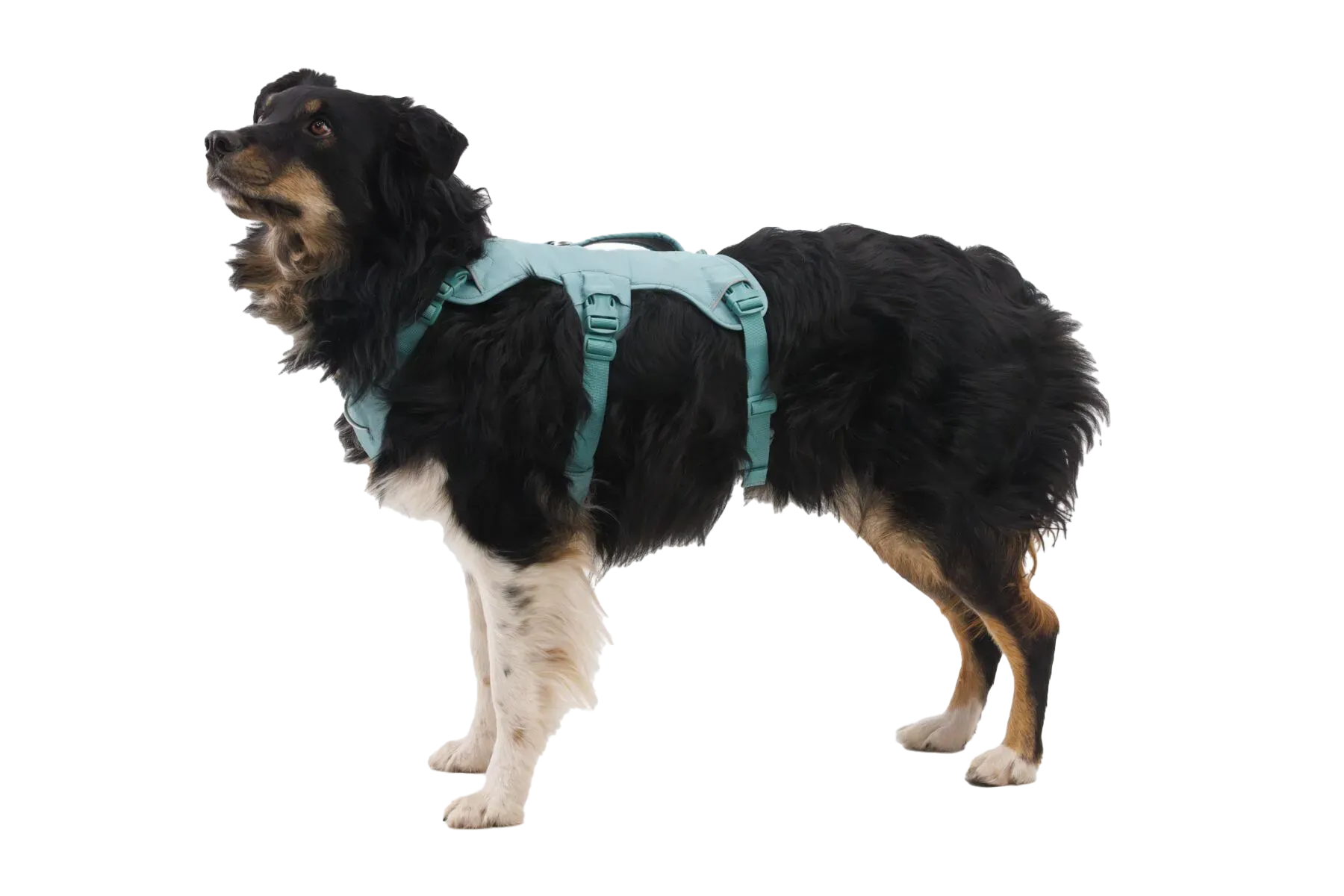 Ruffwear WebMaster Dog Harness - Red Canyon XS