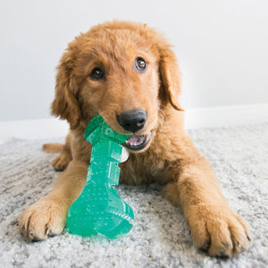 Kong Squeezz Dental Bone Dog Toy - Medium