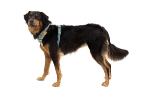 Ruffwear Front Range Padded Dog Harness - Moonlight Mountain XX-Small