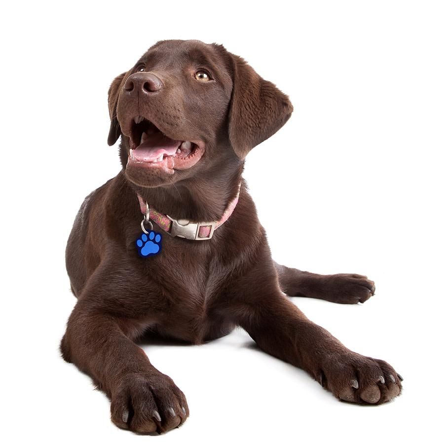 ID Tag Paw Brass Two-Tone Painted - Pink Small