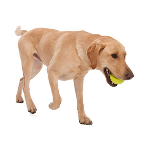 Westpaw Design Jive Dog Ball - aqua - Large
