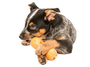 Qwizl Treat Toy - large - aqua