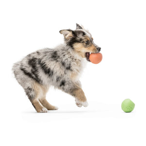 Rando Dog Toy - small - green
