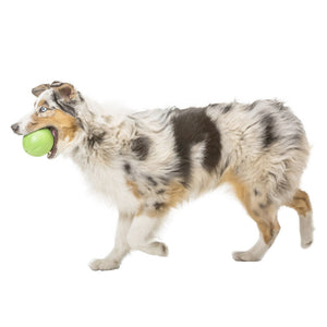 Rando Dog Toy - large - melon