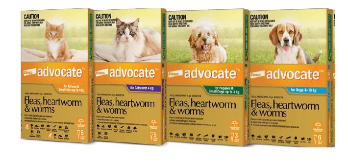 Advocate spot on for Medium Dogs 4-10kg