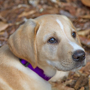 BASICS Adjustable Collar PURPLE 1″ FOR BIG DOGS - 12" - 20" - Shopivet.com