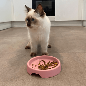 Beco Steady Food & Water Cat Bowl - Green