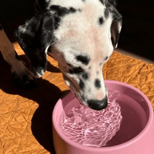 Beco Steady Food & Water Dog Bowl - Pink Small