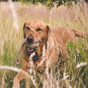 Beco Pets Hemp Rope Ball on Loop Dog Toy - MEDIUM - Shopivet.com