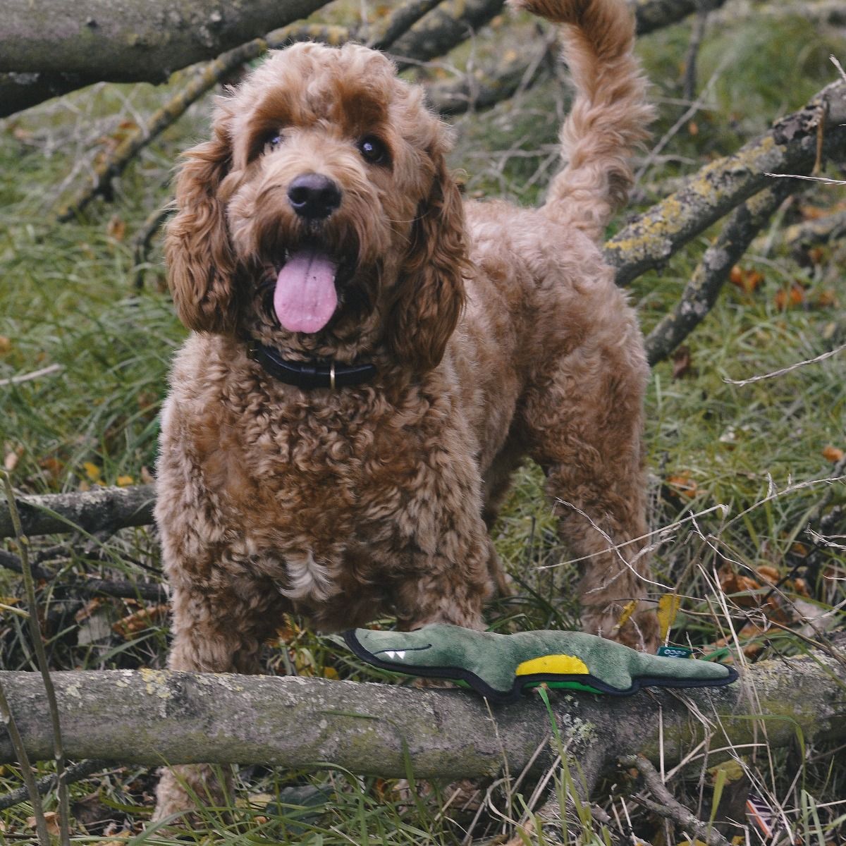 Beco Pets Rough & Tough Crocodile Recycled Dog Toy - GREEN MEDIUM - Shopivet.com