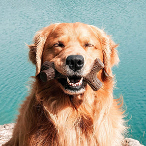 Benebone Bacon Stick Dog Chew Toy - Medium - Shopivet.com