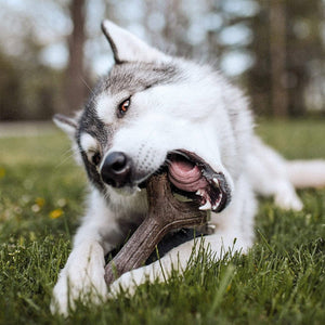Benebone Maplestick Chew Dog Toy - Giant - Shopivet.com