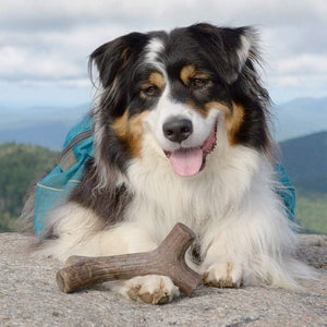 Benebone Maplestick Chew Dog Toy - Giant - Shopivet.com