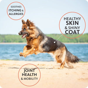 Brilliant Salmon Oil for Dogs and Cats - 300 ml - Shopivet.com