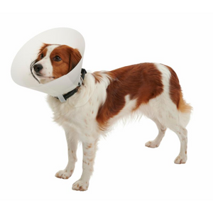 BUSTER Classic Dog Collar, 35 cm