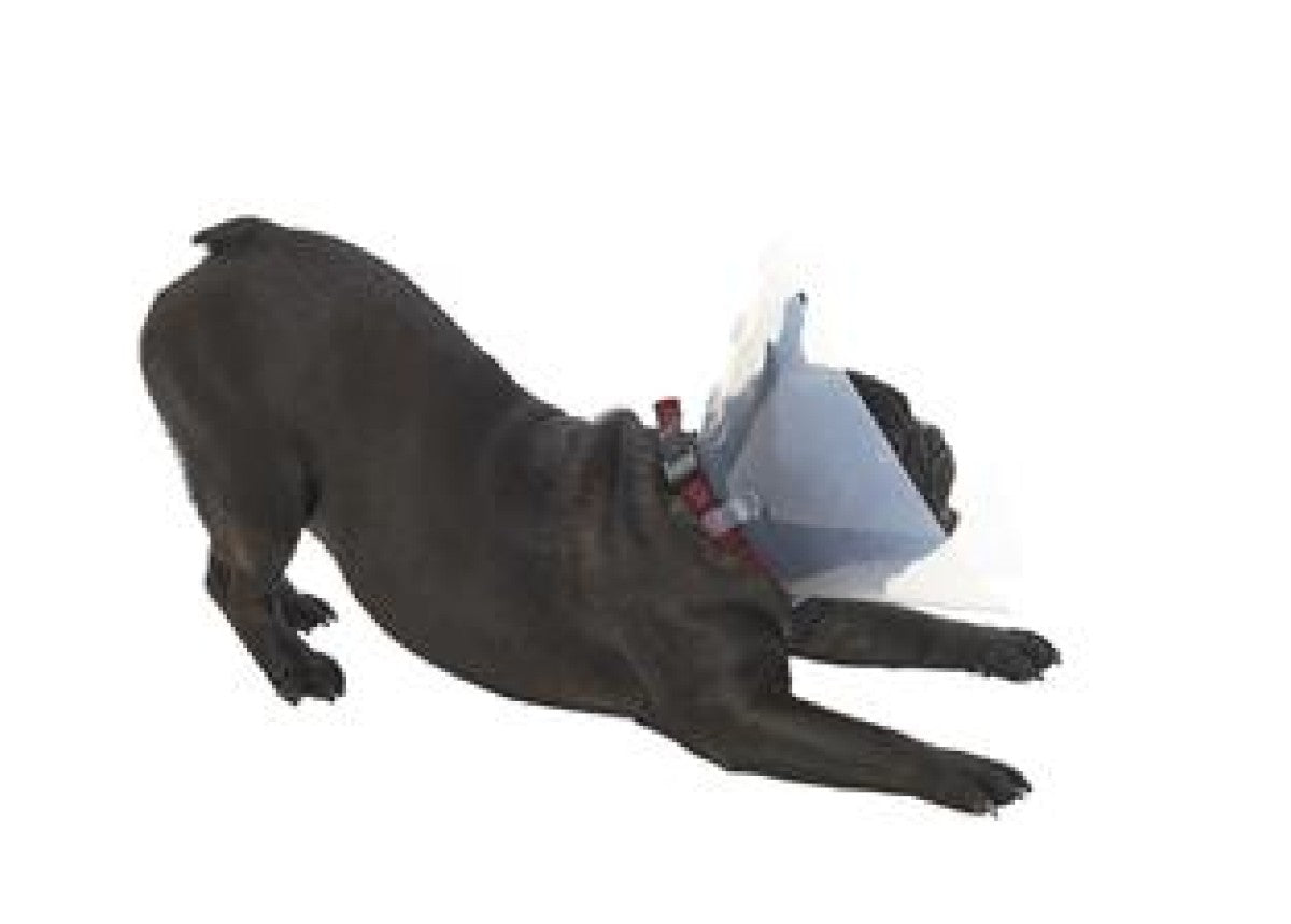 Buster collar Brachycephalic M 9-16kg 10/pk
