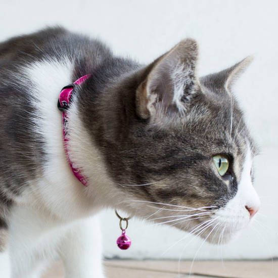 Rogz Fancy Lovebirds Cat Collar -