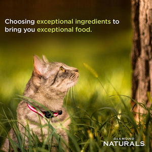 Diamond Naturals Indoor Cat Chicken & Rice Formula - 1Kg (2.20 lbs) - Shopivet.com
