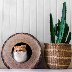 District 70 Trunk Cardboard Cat Scratcher - Shopivet.com