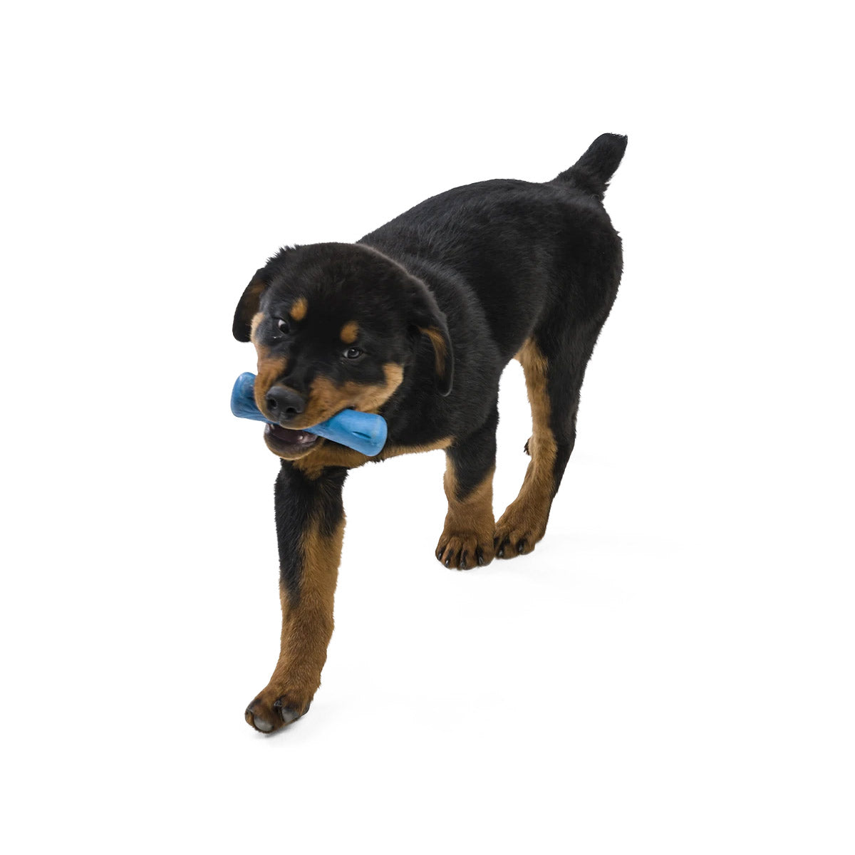 Drifty Seaflex Dog Toy - large - surf