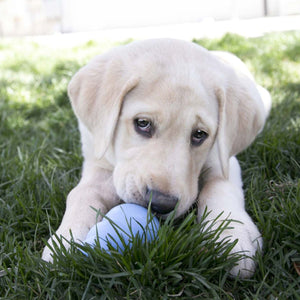 Kong Puppy Toy - L
