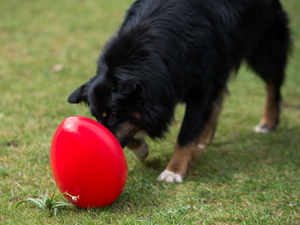 Egg Toy 18 cm
