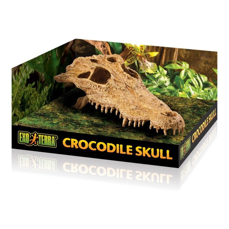 Exo Terra Crocodile Skull - Shopivet.com