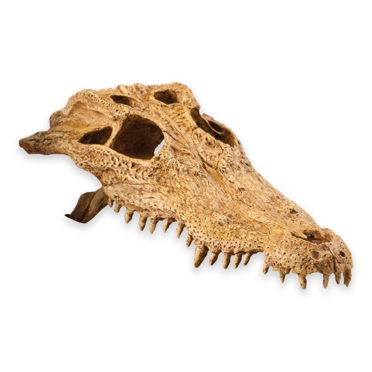 Exo Terra Crocodile Skull - Shopivet.com