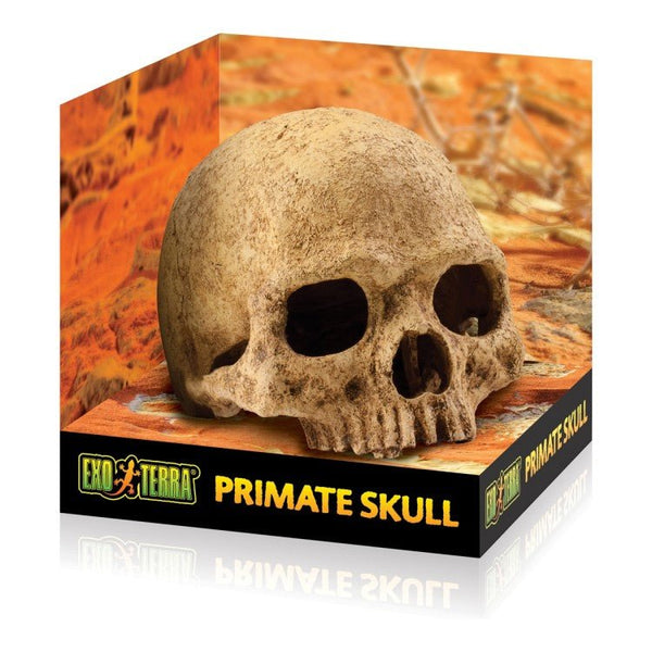 Exo Terra Primate Skull - Shopivet.com
