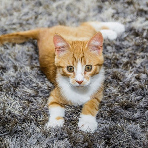 Extreme Stain & Odor Remover (Cat) 500ml - Shopivet.com