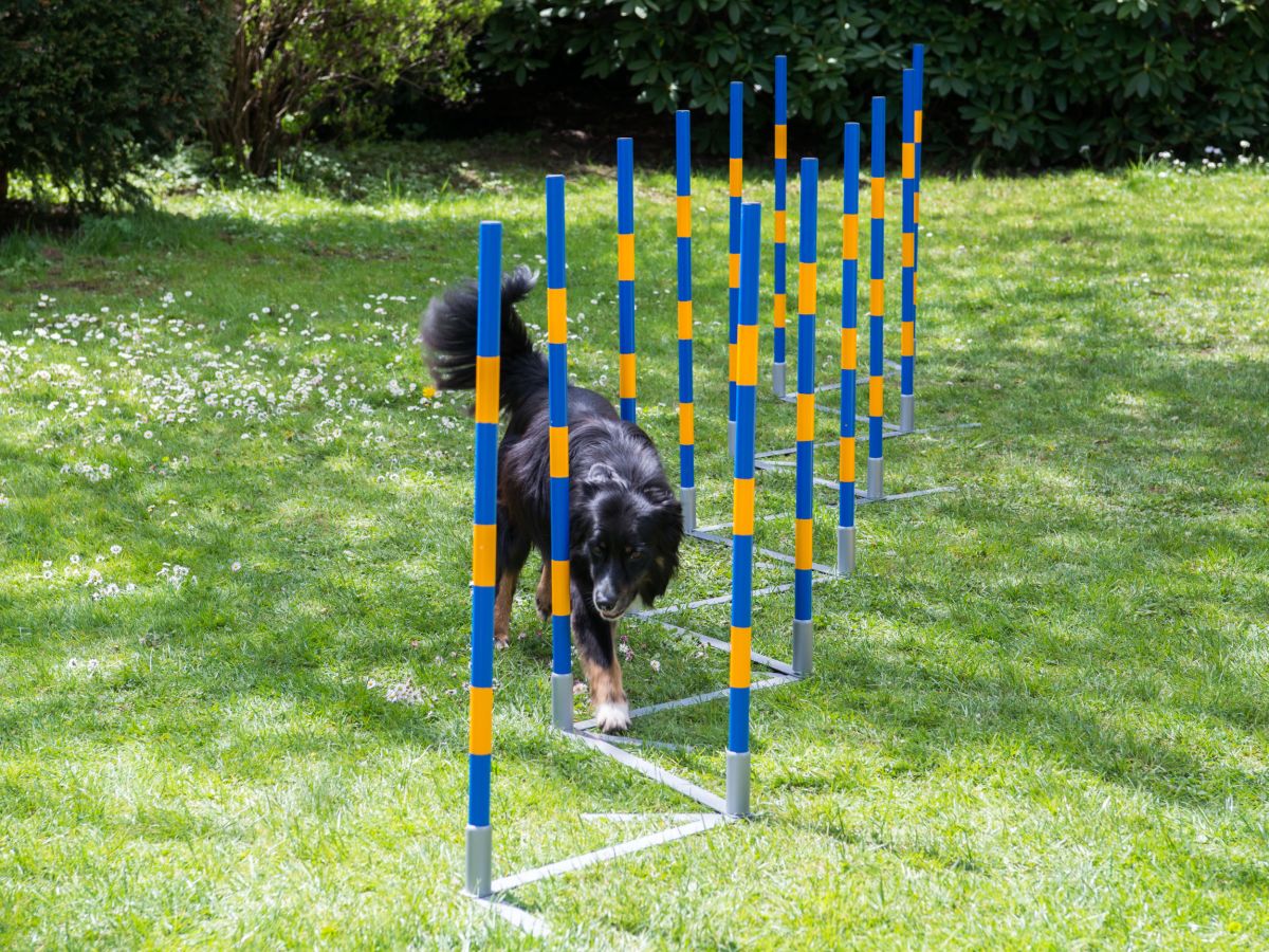 FCI Professional Agility Slalom