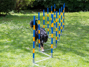 FCI Professional Agility Slalom