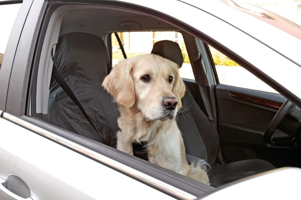 Flamingo Cover - up Front Car Seat Cover - OS - Shopivet.com