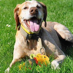 Gigwi Plush Friendz Dog Toy – Lion - Shopivet.com