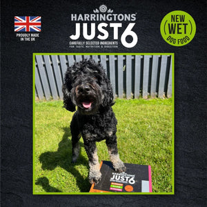 Harringtons Just 6 Lamb Grain Free Adult Wet Dog Food 380g - 380G - Shopivet.com