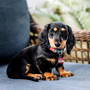 ID Tag Square Hello My Name is Woof - Small - Shopivet.com
