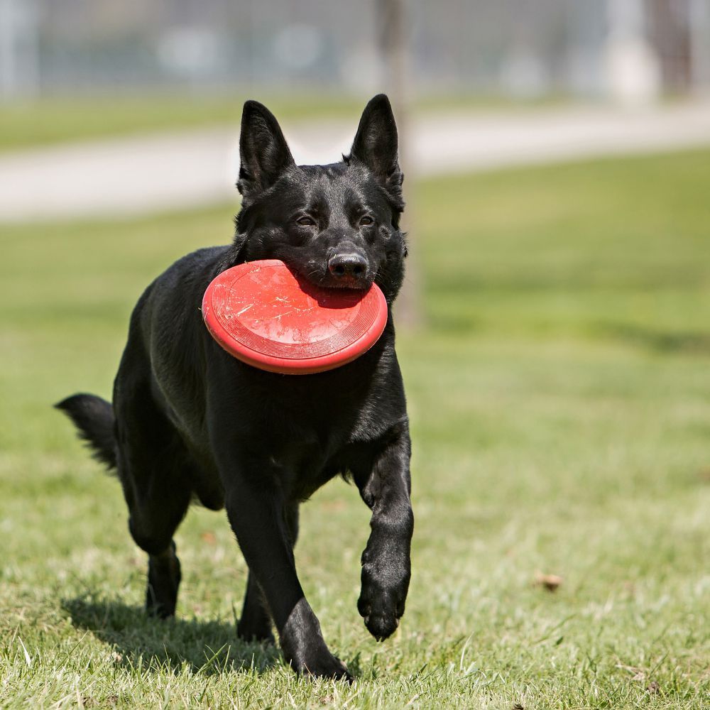 Kong Flyer Dog Toy - SMALL