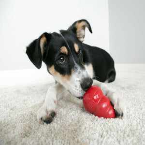 Kong Classic Dog Toy - L - Shopivet.com