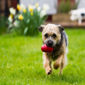 Kong Classic Dog Toy - M - Shopivet.com
