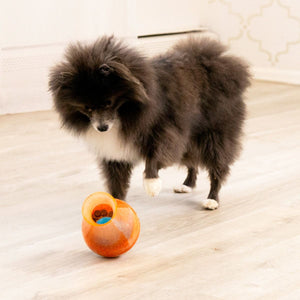 Kong Rewards Tipsy Interactive Dispenser Dog Toy - Small - Shopivet.com