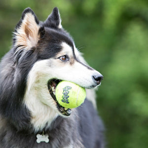 Kong SqueakAir Ball Dog Toy 6 pack - Medium - Shopivet.com