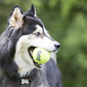 Kong Squeakair Ball Dog Toy - Medium - Shopivet.com