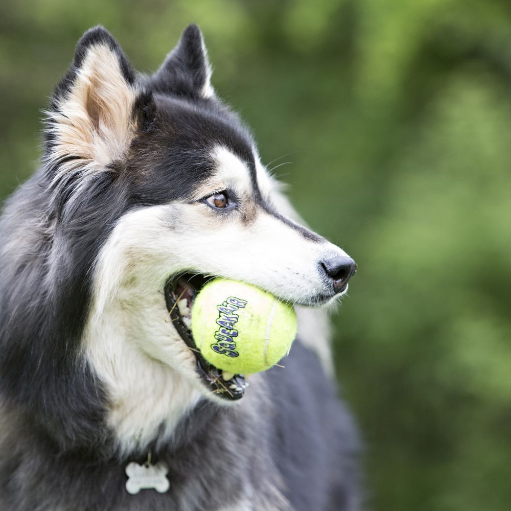 Kong Squeakair Ball Dog Toy - Small - Shopivet.com
