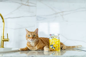 Little BigPaw Gourmet Tender Chicken Mousse Wet Cat Food 85g - 85G - Shopivet.com