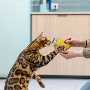 Little BigPaw Gourmet Tender Chicken Mousse Wet Cat Food 85g - 85G - Shopivet.com