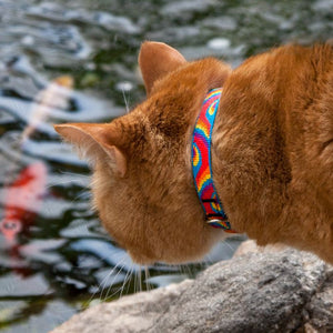 LOLLIPOP Cat collar Originals - Without Bell - Shopivet.com
