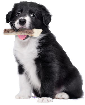 Natural Deer Antler for Puppy