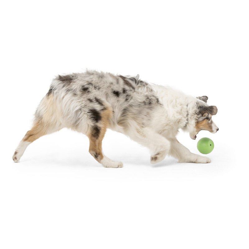 Rando Dog Toy - green - Shopivet.com