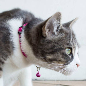 Rogz Fancy Bubble Fish Cat Collar - Shopivet.com